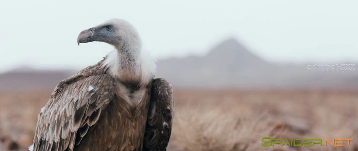 Приключения Аладдина / Alad'2 (2018) HDRip | Звук с TS 0 Приключения Аладдина / Alad'2 (2018) HDRip | Звук с TS 0