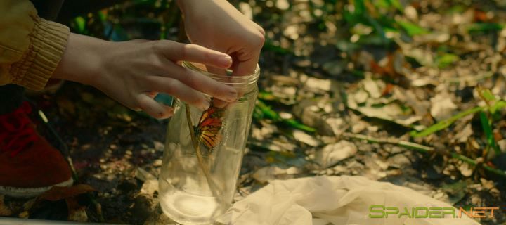 Редкая бабочка / The Butterfly Tree (2017) BDRip | iTunes 2 Редкая бабочка / The Butterfly Tree (2017) BDRip | iTunes 2