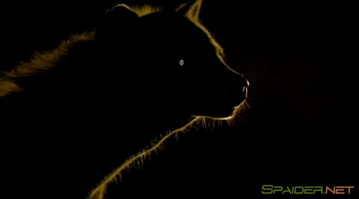 Земля: Один потрясающий день / Earth: One Amazing Day (2017) BDRip | Лицензия 5 Земля: Один потрясающий день / Earth: One Amazing Day (2017) BDRip | Лицензия 5