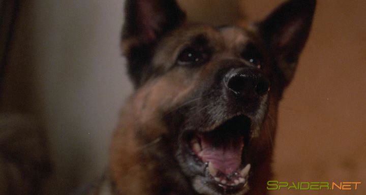 Дьявольский мед / Мед дьявола / Il miele del diavolo / The Devil's Honey (1986) BDRip | A 1 Дьявольский мед / Мед дьявола / Il miele del diavolo / The Devil's Honey (1986) BDRip | A 1