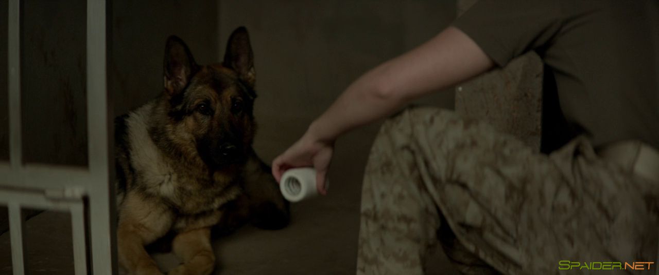 Меган Ливи / Megan Leavey (2017) BDRip 720p | iTunes 2 Меган Ливи / Megan Leavey (2017) BDRip 720p | iTunes 2