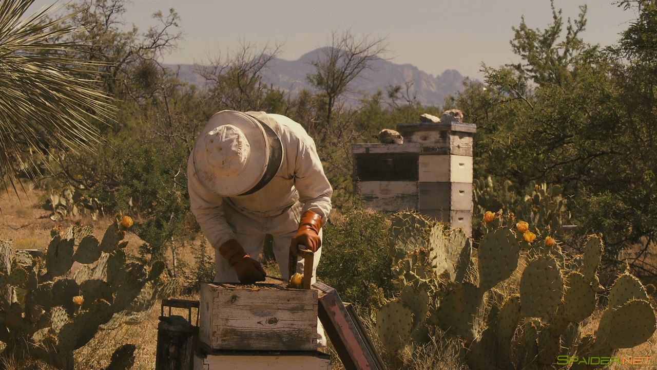 Больше чем мёд / More Than Honey (2012) BDRemux 1080p 6 Больше чем мёд / More Than Honey (2012) BDRemux 1080p 6