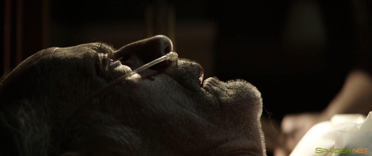 Муза / Muse (2017) BDRip 1080p | L 2 Муза / Muse (2017) BDRip 1080p | L 2