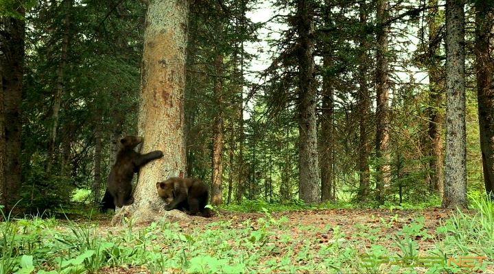 Земля: Один потрясающий день / Earth: One Amazing Day (2017) BDRip | Лицензия 3 Земля: Один потрясающий день / Earth: One Amazing Day (2017) BDRip | Лицензия 3