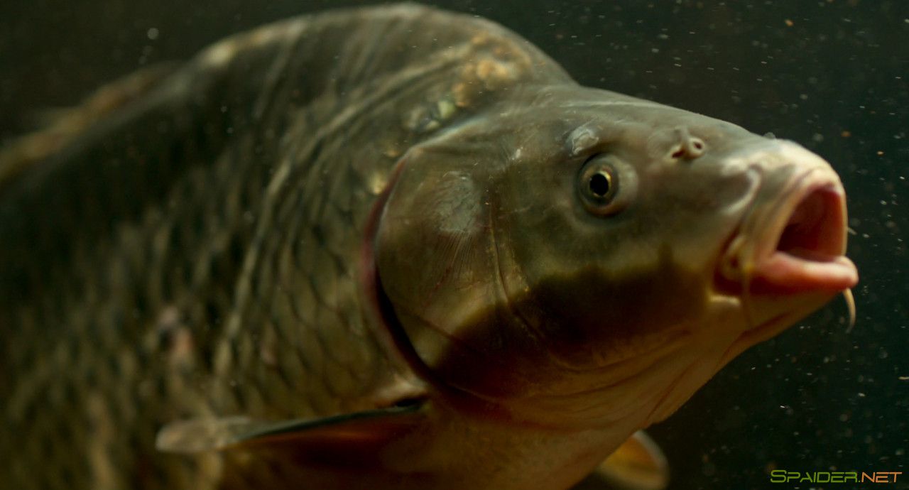 Карп отмороженный (2017) BDRip 1080p | Лицензия 0 Карп отмороженный (2017) BDRip 1080p | Лицензия 0