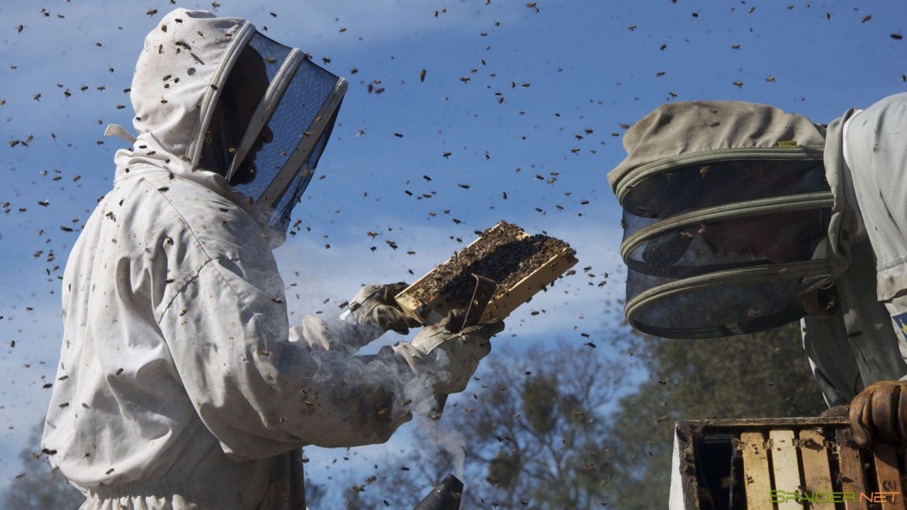 Больше чем мёд / More Than Honey (2012) BDRemux 1080p 3 Больше чем мёд / More Than Honey (2012) BDRemux 1080p 3