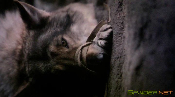 Альфа / Alpha (2018) TS | L 1 Альфа / Alpha (2018) TS | L 1