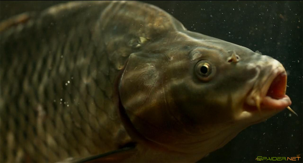 Карп отмороженный (2017) WEB-DL 720p | iTunes 2 Карп отмороженный (2017) WEB-DL 720p | iTunes 2