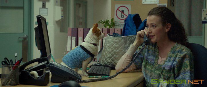 Пожалуйста, приготовьтесь / Please Stand By (2017) WEB-DLRip | L 2 Пожалуйста, приготовьтесь / Please Stand By (2017) WEB-DLRip | L 2