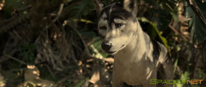 Маугли: Легенда джунглей / Mowgli (2018) WEB-DLRip | Пифагор 1 Маугли: Легенда джунглей / Mowgli (2018) WEB-DLRip | Пифагор 1