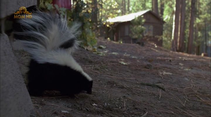 Фрикадельки 4 / Meatballs 4 / Happy Campers / Summer Vacation (1992) HDTVRip | P2 10 Фрикадельки 4 / Meatballs 4 / Happy Campers / Summer Vacation (1992) HDTVRip | P2 10