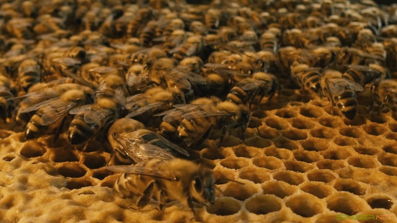 Больше чем мёд / More Than Honey (2012) BDRemux 1080p 0 Больше чем мёд / More Than Honey (2012) BDRemux 1080p 0